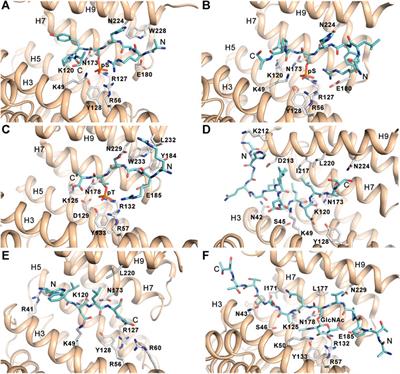 Frontiers Structural Insights Into The Functional Roles Of